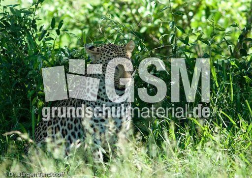 leopard (41 von 60).jpg